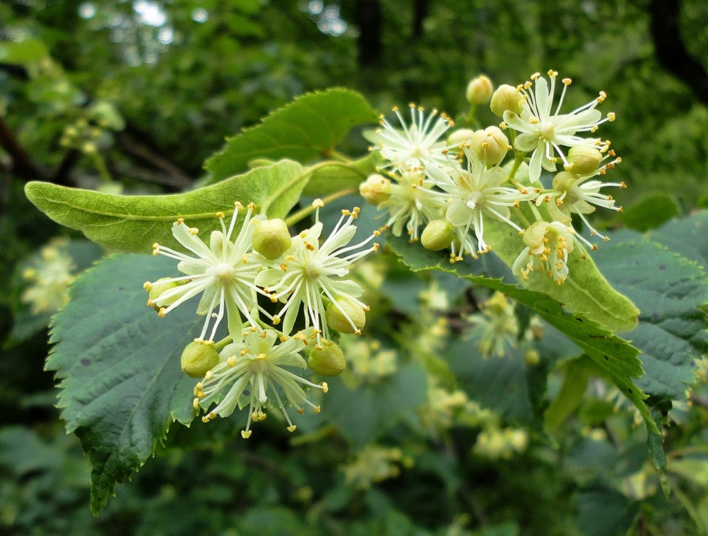 Small-leaved linden