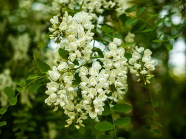 Acacia flowers