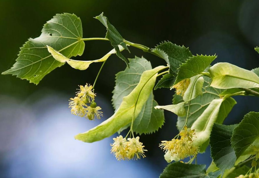 Small-leaved linden