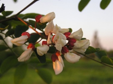 Blommor av akacia
