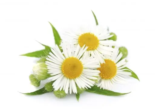 Chamomile flowers