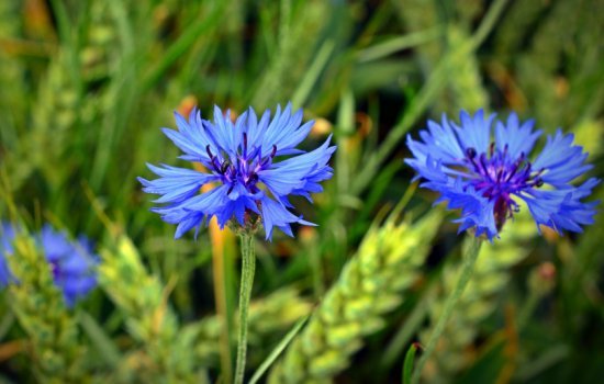 Floarea de porumb albastră