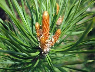 Pine buds