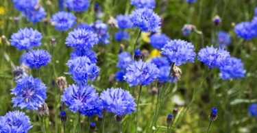 Floarea de porumb albastră