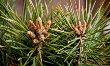 Pine buds