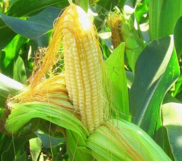 Kukuričné stigmy