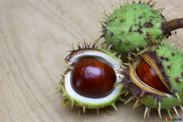 Horse chestnut fruits