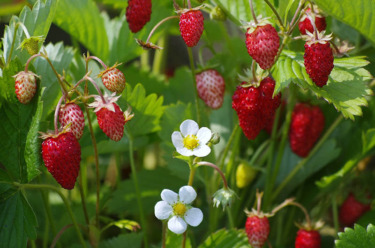 Wald-Erdbeere